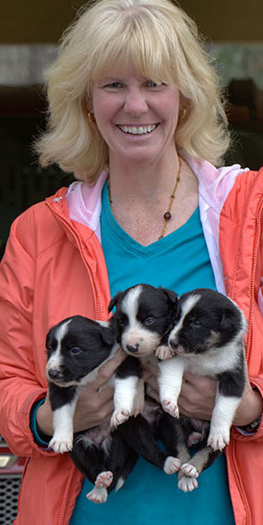 Barbara & border collie pups